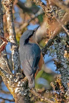Kashmir Nuthatch, Sitta cashmirensis