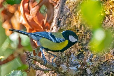 Green-backed Tit, Parus monticolus.