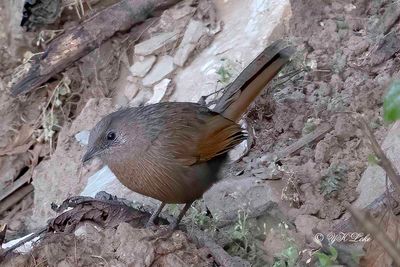 Streaked Laughingthrush, Garrulax lineatus