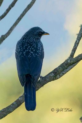 Blue Whistling Thrush, Myophonus caeruleus