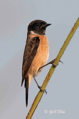 Siberian Stonechat,Saxicola maurus.