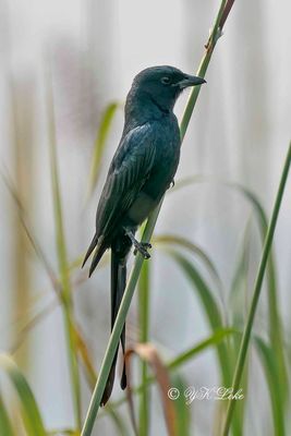 Black Drongo, Dicrurus macrocercus
