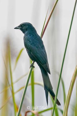 Black Drongo, Dicrurus macrocercus
