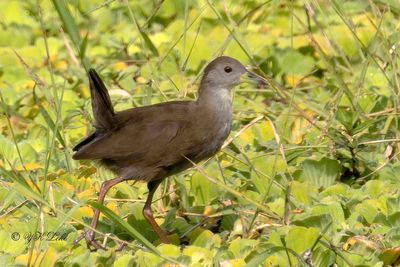 Bronze-winged Jacana, Female, Metopidius indicus,