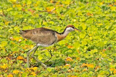 Bronze-winged Jacana, Juvenile, Metopidius indicus,