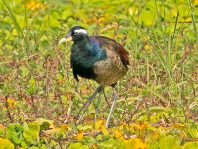 Bronze-winged Jacana, Male, Metopidius indicus,