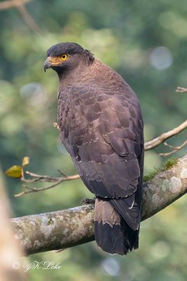 Crested Serpeant Eagle, Spilornis cheela,