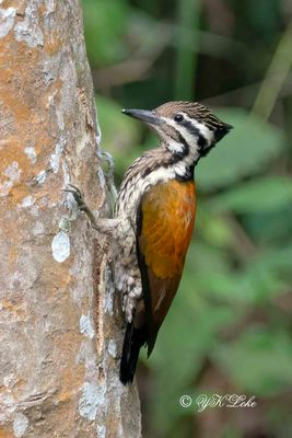 Himalayan Flameback, Female, Dinopium shorit