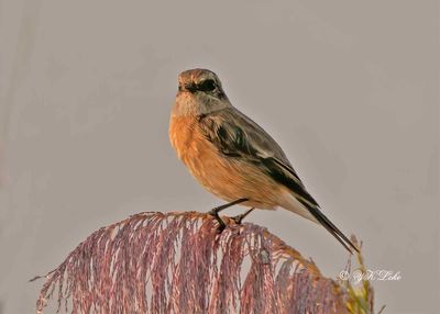 Siberian Stonechat, Female, Saxicola maurus