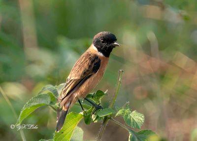 Siberian Stonechat, Male, Saxicola maurus