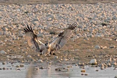 Osprey, Pandion haliaetus