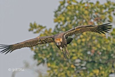 white-rumped vulture (Gyps bengalensis)