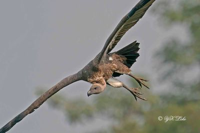 white-rumped vulture (Gyps bengalensis)