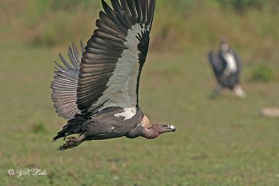 Slender-billed Vulture, Gyps tenuirostris,