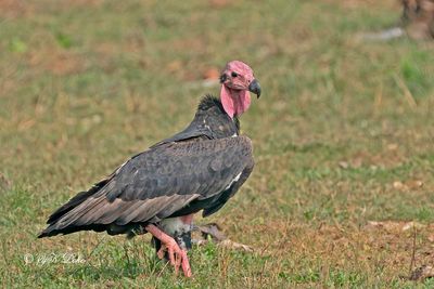  Nepal birding trip November 2022.