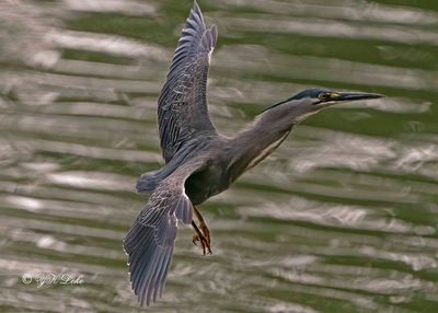 Little Heron (Butorides striattus)
