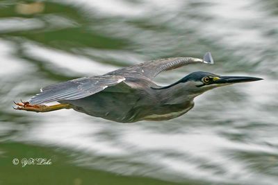 Little Heron (Butorides striattus)