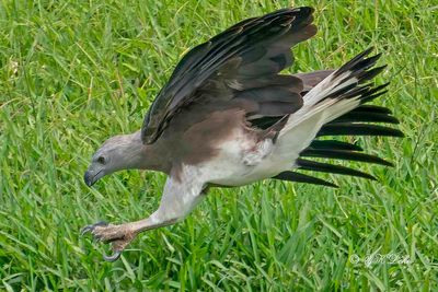 Grey-headed fish eagle (Haliaeetus ichthyaetus)
