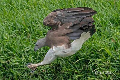 Grey-headed fish eagle (Haliaeetus ichthyaetus)