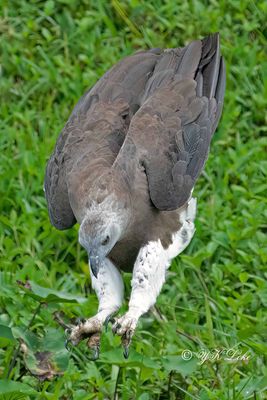 Grey-headed fish eagle (Haliaeetus ichthyaetus)