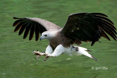 Grey-headed fish eagle (Haliaeetus ichthyaetus)