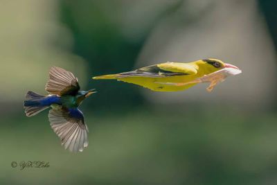 Black-naped Oriole (Oriolus chinensis) and Brown-throated Sunbird (A. malacensis)