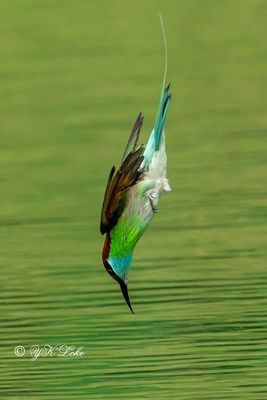 Blue-throated bee-eater (Merops viridis) 