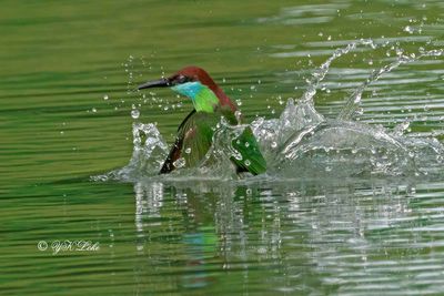 Blue-throated bee-eater (Merops viridis) 