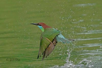 Blue-throated bee-eater (Merops viridis) 