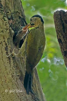 Laced woodpecker (Picus vittatus) Female