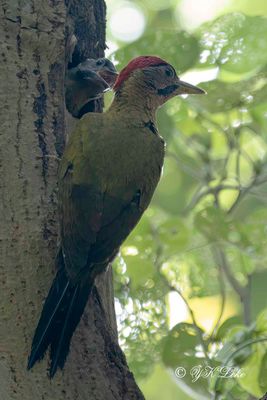 Laced woodpecker (Picus vittatus) Male e