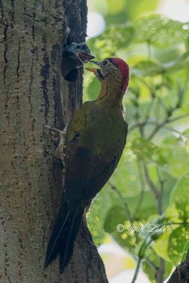 Laced woodpecker (Picus vittatus), Male