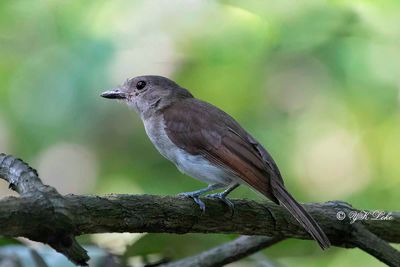 Mangrove Whistler (Pachycephala cinerea)