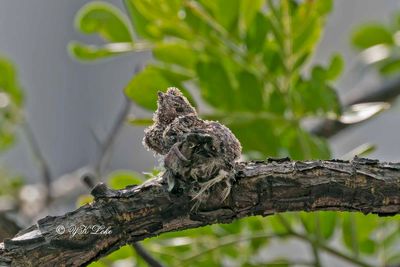 Grey-rumped Treeswift (Hemiprocne longipennis) Chick.