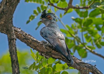 Grey-rumped Treeswift (Hemiprocne longipennis) Male