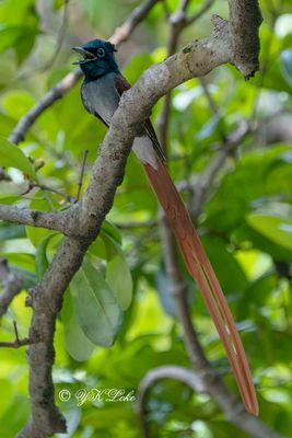 Amur Paradise Flycatcher (Terpsiphone incei) Male. 