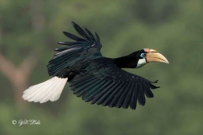 Blyth's Hornbill (Rhyticeros plicatus), Female.