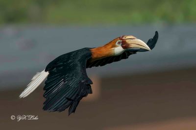 Blyth's Hornbill (Rhyticeros plicatus), Male