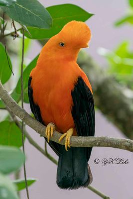 Andean Cock-of-the-rock (Rupicola peruvianus) Male