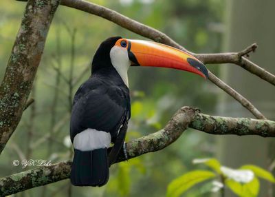 Toco toucan (Ramphastos toco)