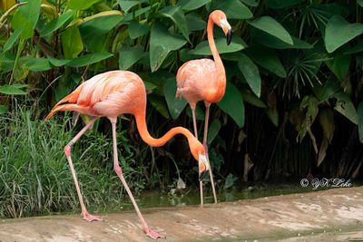 American flamingo (Phoenicopterus ruber)