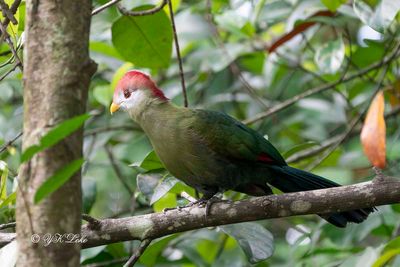 Red-crested Turaco (Tauraco erythrolophus) 