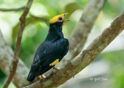 Yellow-hooded Blackbird (Chrysomus icterocephalus)