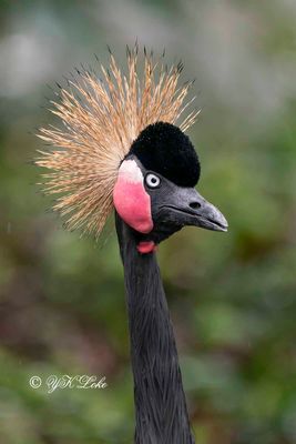 Black Crown Crane (Balearice pavonina)