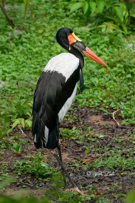 Saddle-billed Stork/Saddlebill (Ephippiorhynchus senegalensis) 
