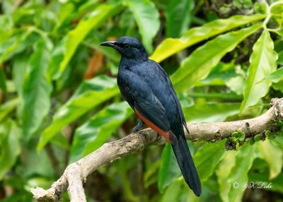Red-winged Starling (Onychognathus morio) 