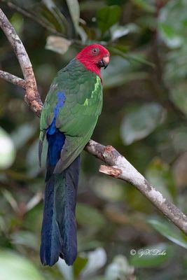 Moluccan King Parrot, Male (Alisterus amboinensis)