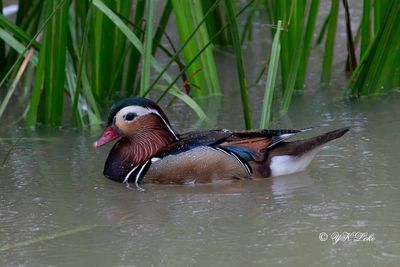 Mandarin Duck, Male (Aix galericulata)