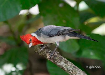 Red-crested Cardinal(Paroaria coronata)