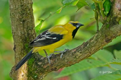 Yellow Oriole (Icterus nigrogularis)